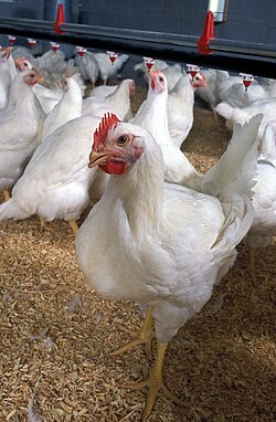 Poulet de chair — Vivant