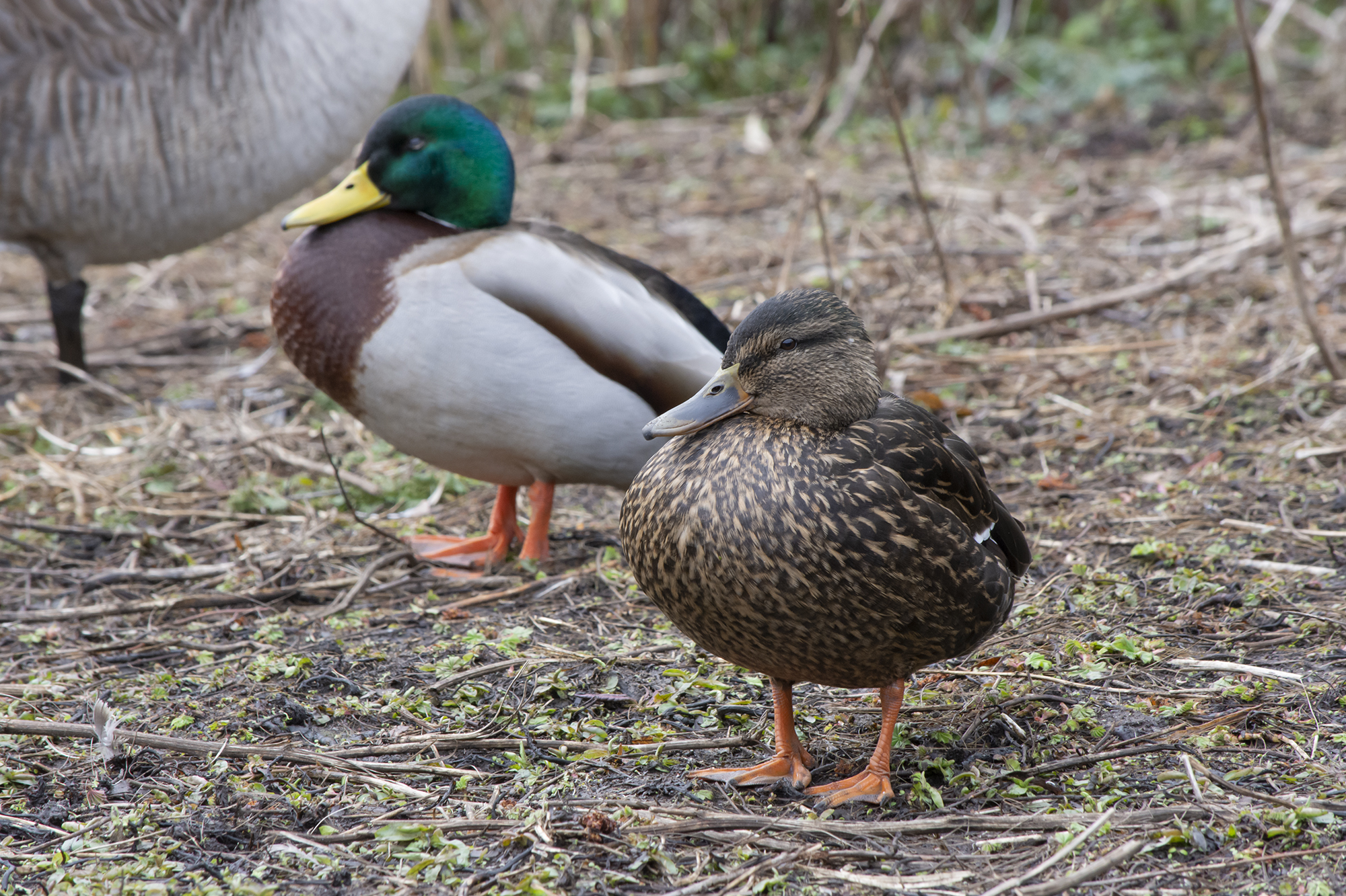 Canard — Vivant