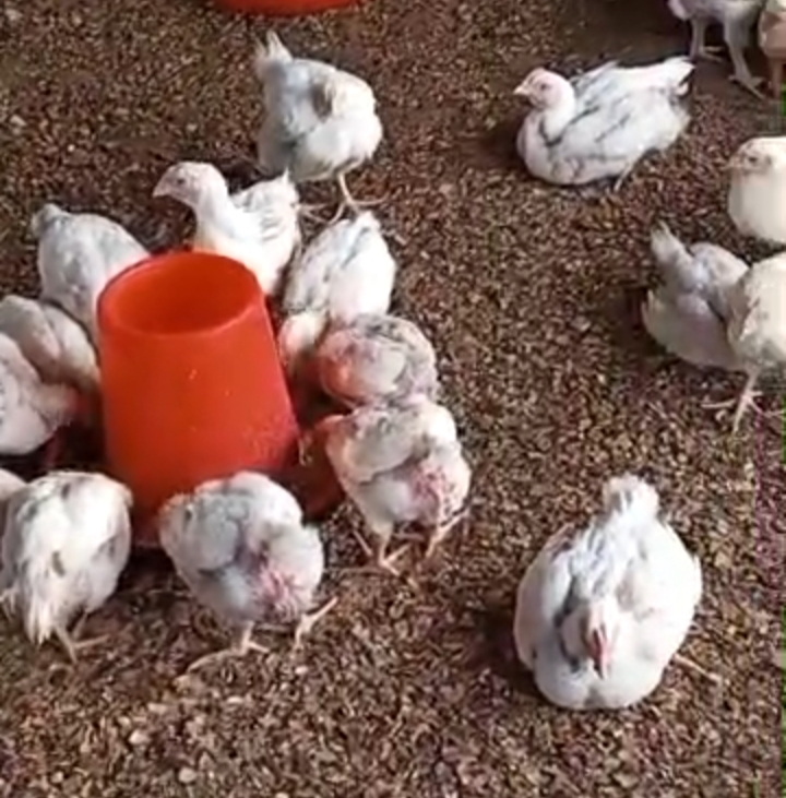 Poulet de chair — Vivant
